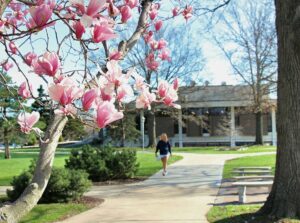 A magnolia tree in bloom on a scenic college campus.